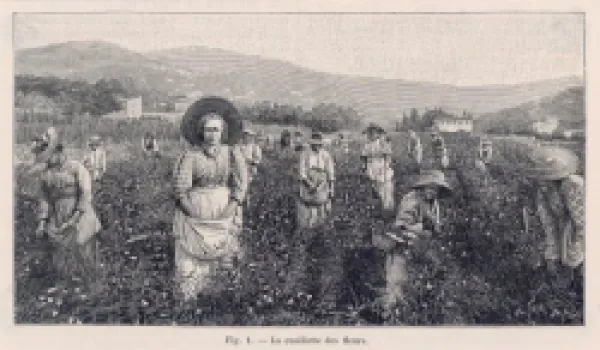 Buy PERFUME MANUFACTURE/1898