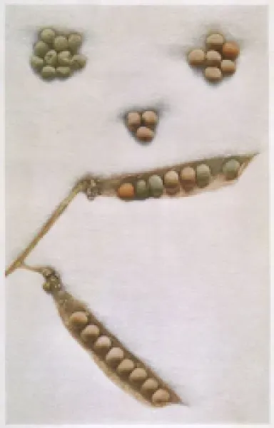 Buy MENDEL/INHERITANCE/PEAS