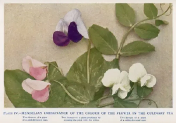 Buy MENDEL/INHERITANCE/PEAS