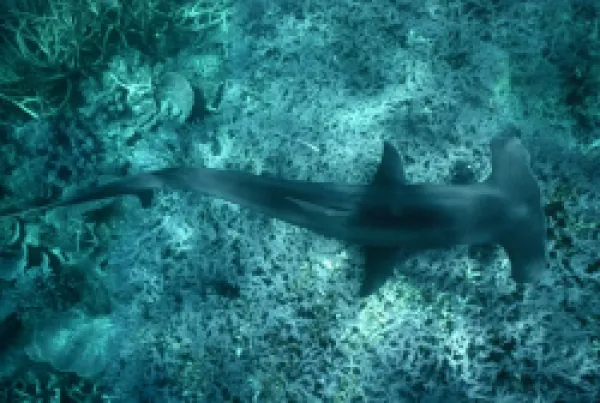Buy Great Hammerhead SHARK - viewed from above