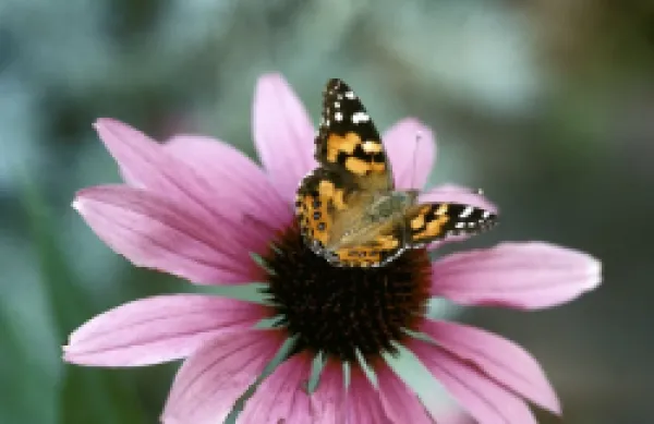 Buy Australian Painted Lady Butterfly - on Echinacea purpurea flower