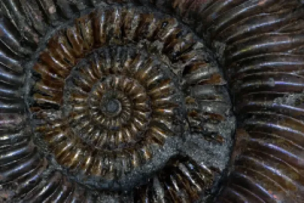 Buy Fossil Ammonite (Speetoniceras)