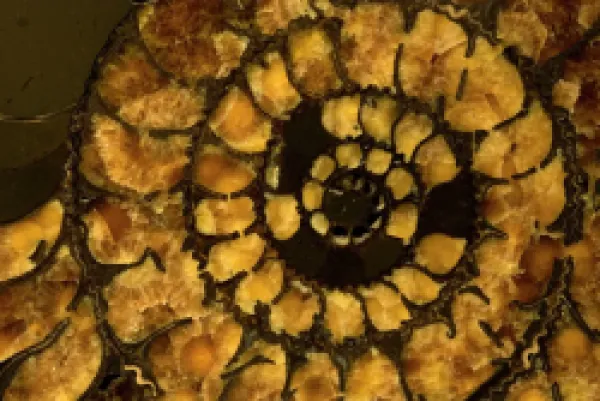 Buy Fossil Ammonite Cross section (Speetoniceras)