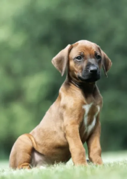 Buy Rhodesian Ridgeback Dog - puppy