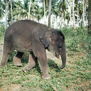 Asian / Indian Elephant