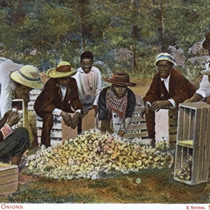 Bermuda - Packing Onions