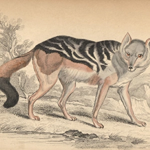 Black-backed jackal, Canis mesomelas