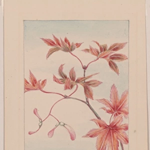 Branch of a maple tree with leaves and seeds