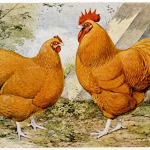 Awe-Inspiring Bird Prints: Chicken