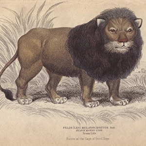 Cape or black-maned lion, Panthera leo melanochaita