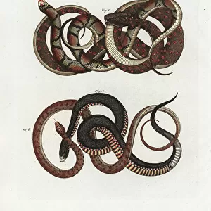 Carpet python, scarlet snake, and red-bellied black snake