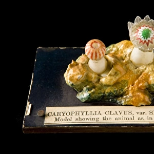 Caryophyllia clavus, sea anemone