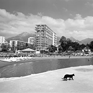 Cat on beach, Costa del Sol