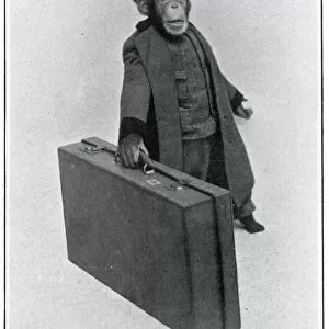 Consul the Chimp at the London Hippodrome