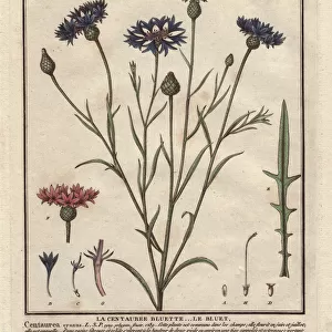 Cornflower or bluet, Centaurea cyanus