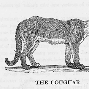 Cougar (Bewick)