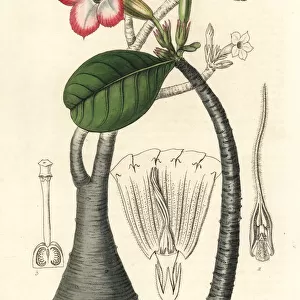 Desert rose, Adenium obesum