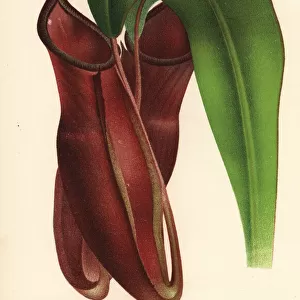 Dr. Maxwell Masters pitcher plant, Nepenthes x mastersiana