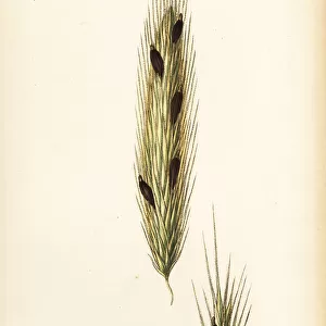 Ergot of rye, Claviceps purpurea (Secale cornutum)