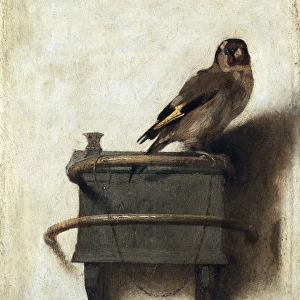 Finches Collection: European Goldfinch