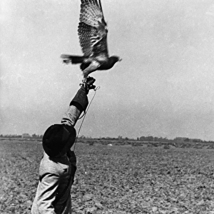 Falconry : the Release