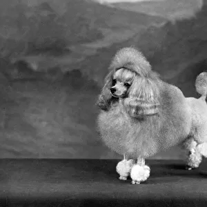 FALL / TOY POODLE / 1960