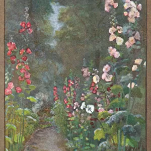 Flowers & Gardens