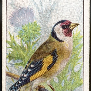 Goldfinch / Cig. Card / 1915