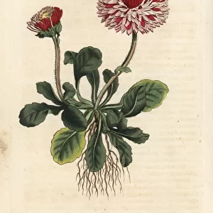 Great double daisy, Bellis perennis var. major flore pleno