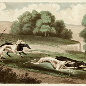 Hare coursing