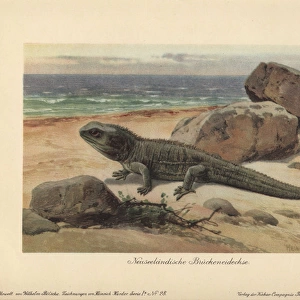 Hatteria or tuatara, a living-fossil reptile