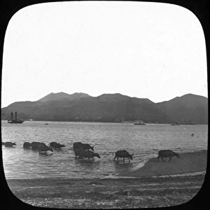 Hong Kong - Water Buffallo