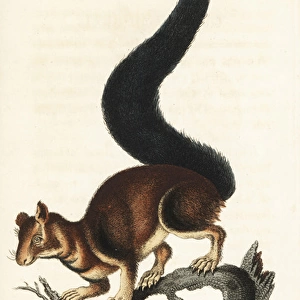 Indian or Malabar giant squirrel, Ratufa indica