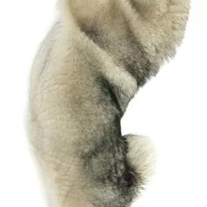 Hound Collection: Norwegian Elkhound