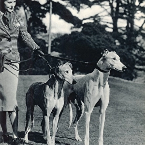 Lady and Greyhounds