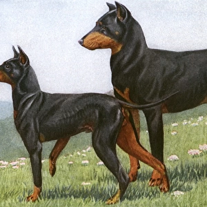 Manchester Terrier and Dobermann Pinscher