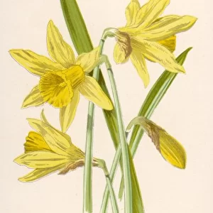 Narcissus Pseudo-Narcis