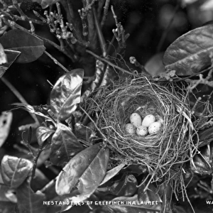 Nest and Eggs of Greenfinch in a Laurel