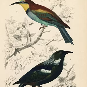 New Zealand tui bird, Prosthemadera novaeseelandiae