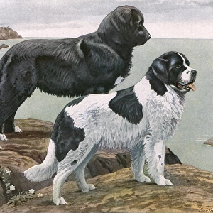 Newfoundlands by Water
