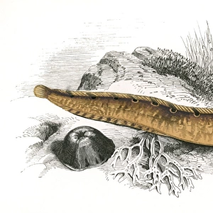 Pholis gunnellus, or Rock Gunnel
