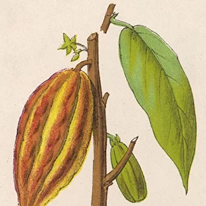 Plant / Theobroma Cacao
