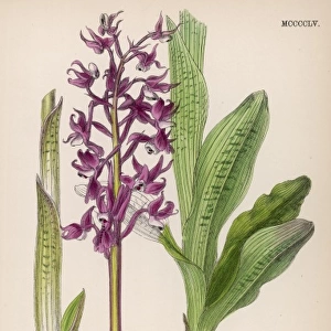 Plants / Orchis Mascula