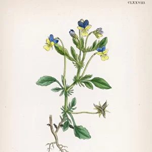 Plants / Viola Tricolor