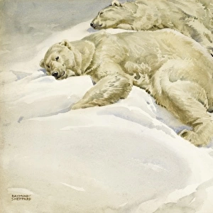 Two Polar bears lying in the Arctic snow