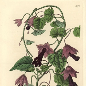 Purple bell vine, Lophospermum atrosanguineum