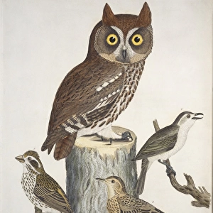 Red owl, warbling flycatcher, purple finch, brown lark