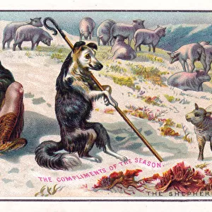 Scottish shepherd with dog and sheep on a Christmas card