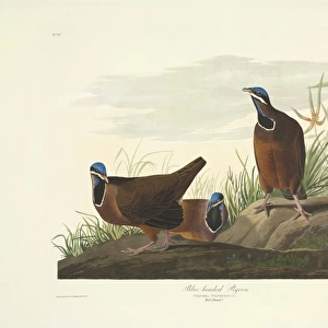Starnoenas cyanocephala, blue-headed quail dove