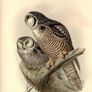 Surnia ulula, northern hawk owl